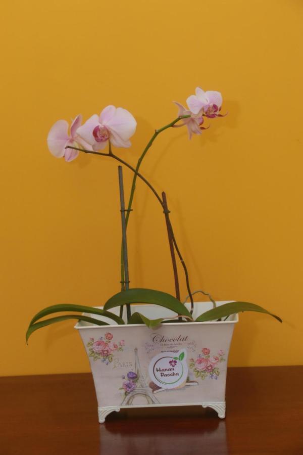 Flor del Valle Tarapoto Exterior foto